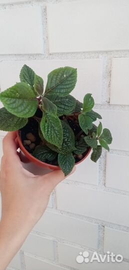 Плектрантус краснеющмй