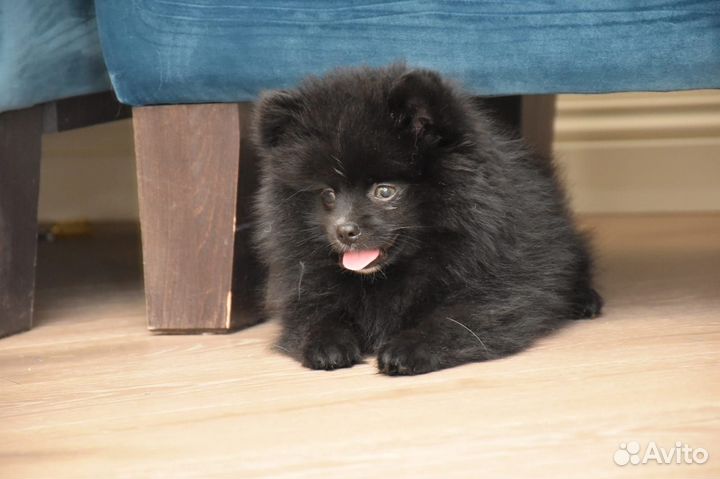 Щенки шпица