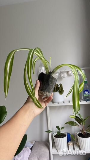 Комнатные цветы