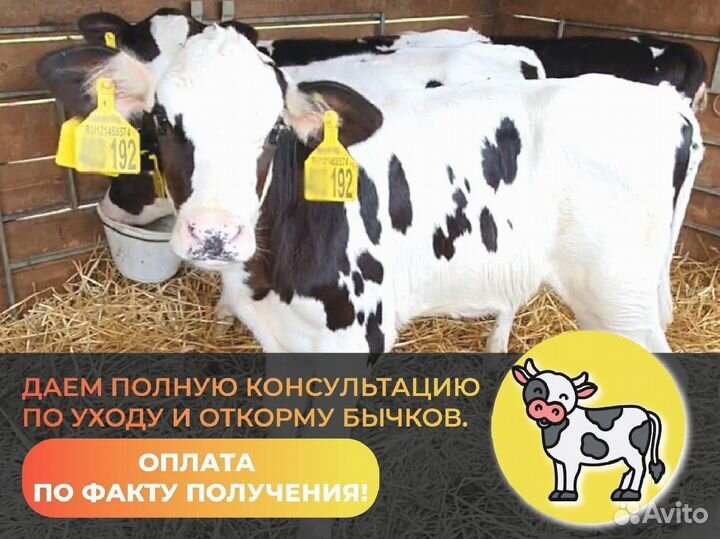 Телята Бычки на откорм