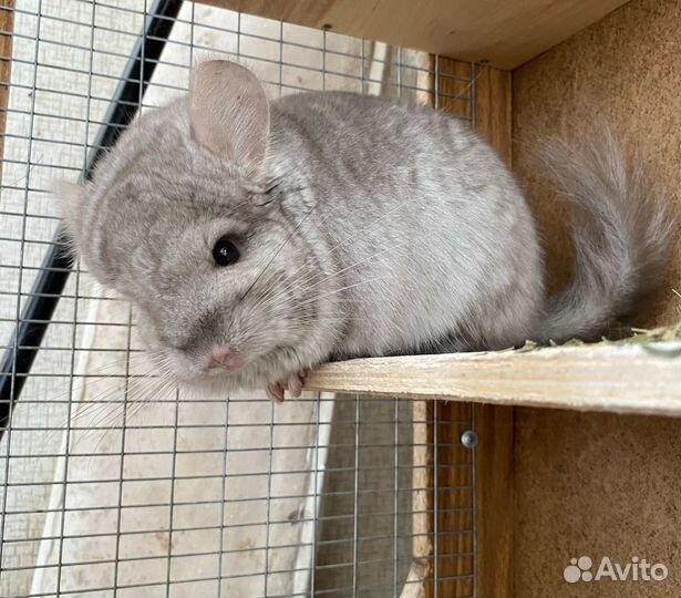 Ангорская шиншилла носитель сапфира