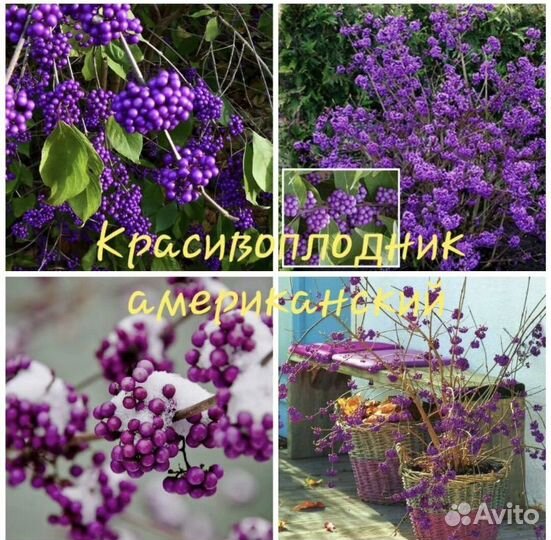 Красивоплодник, калина Бульдонеж