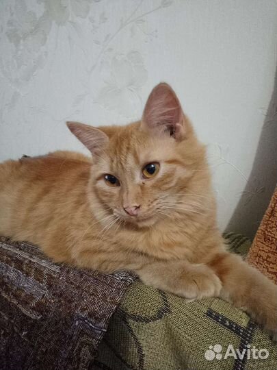 Кошка в дар бесплатно