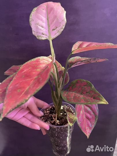 Аглонема ред джой