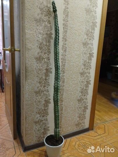 Кактус Цереус