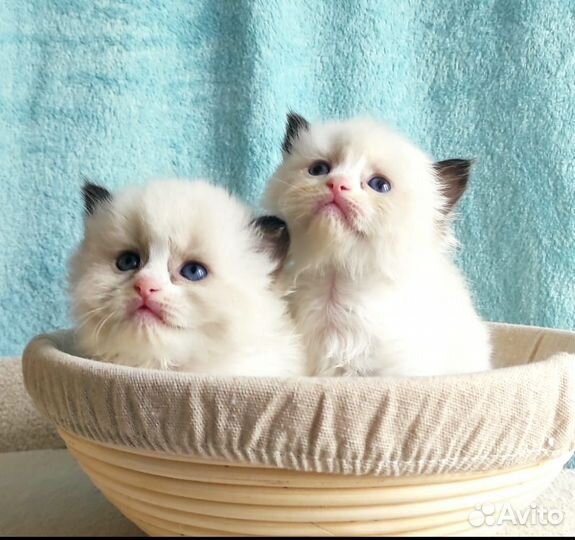 Милые котята породы “Рэгдолл”