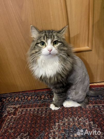 Котик 8-9 месяцев. Был нацден на перекркске ленина