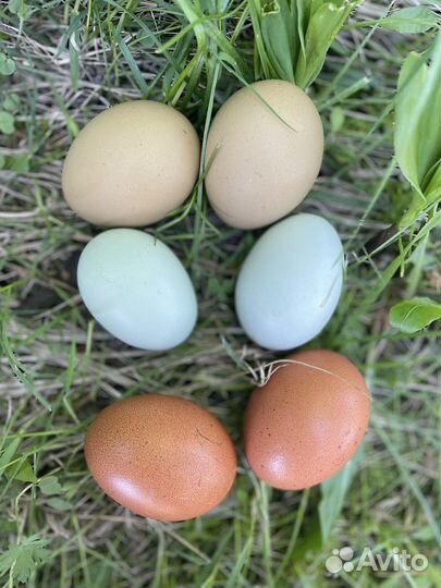 Инкубационное яйцо