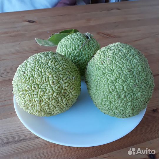 Маклюра адамово яблоко