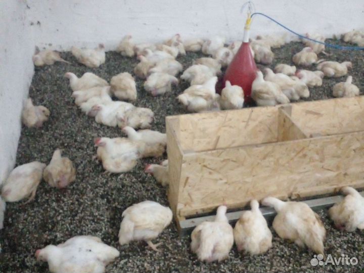 Цыплята бройлеры на мясо