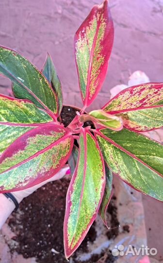 Аглаонема комнатные цветы