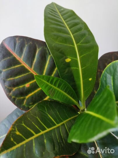 Кротон домашний цветок