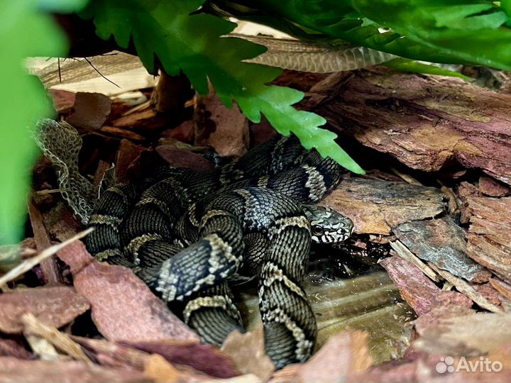 Амурский полоз