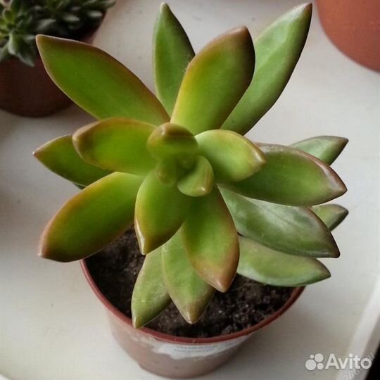 Суккуленты 1