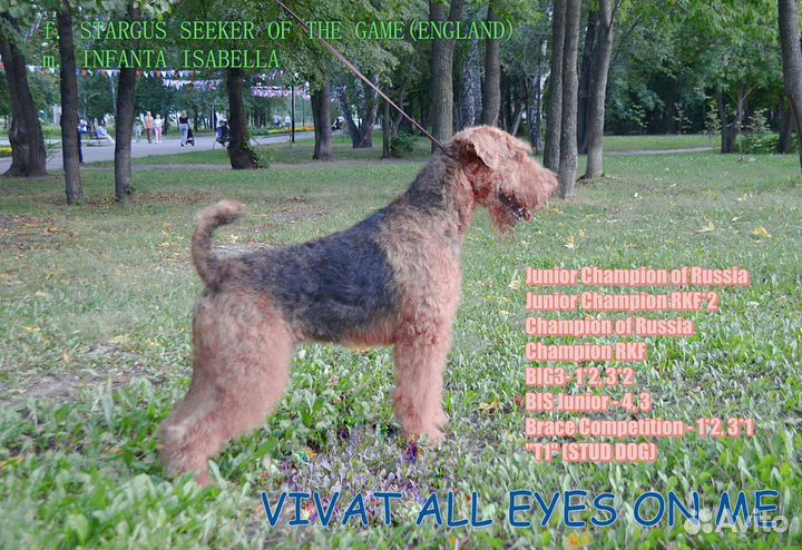 Вязка Эрдельтерьер