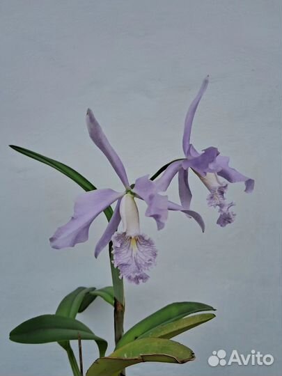 Орхидея каттлея