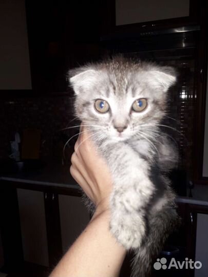 Котята отдам в добрые руки бесплатно