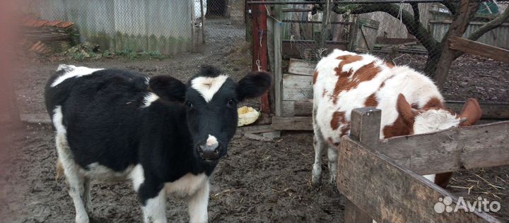 Бычки телки Кролики