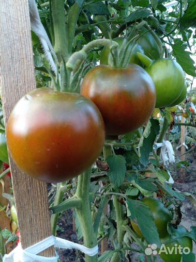 Семена томатов с антоцианом (часть 2)