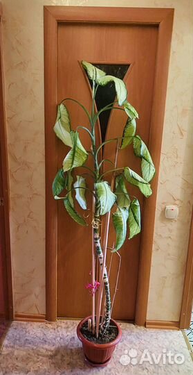 Комнатные цветы Диффенбахия