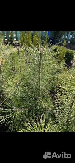 Крымская сосна