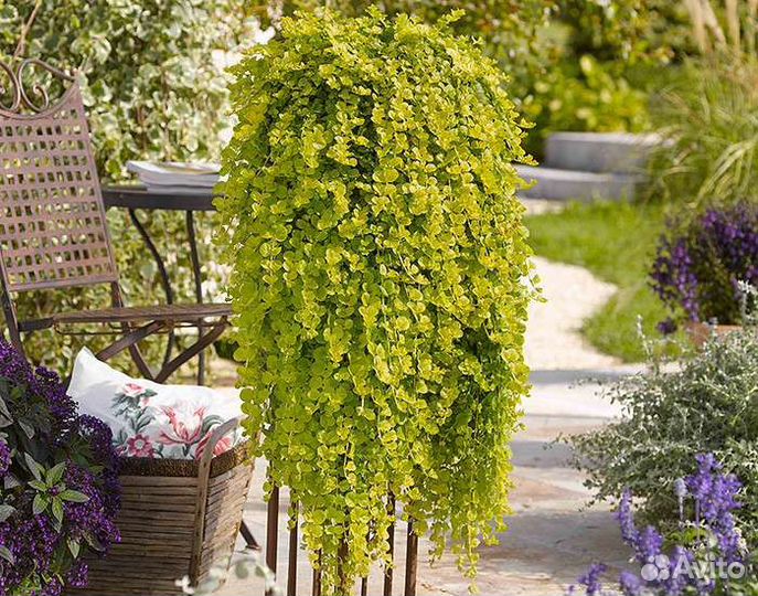 Вербейник Аурея