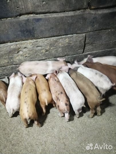 Поросята