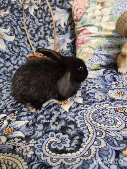 Декоративные кролики