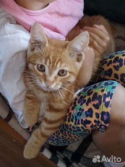 Отдам бесплатно котенка