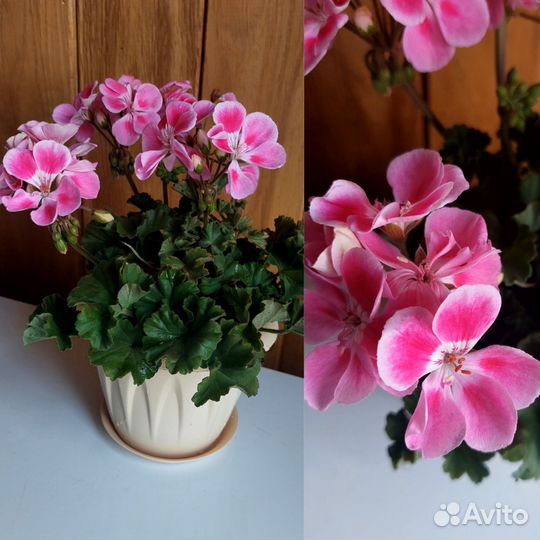 Комнатные цветы герань