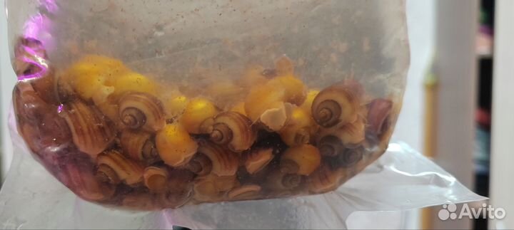 Аквариумные раки