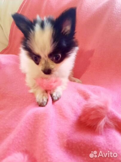 Маленькая Панда