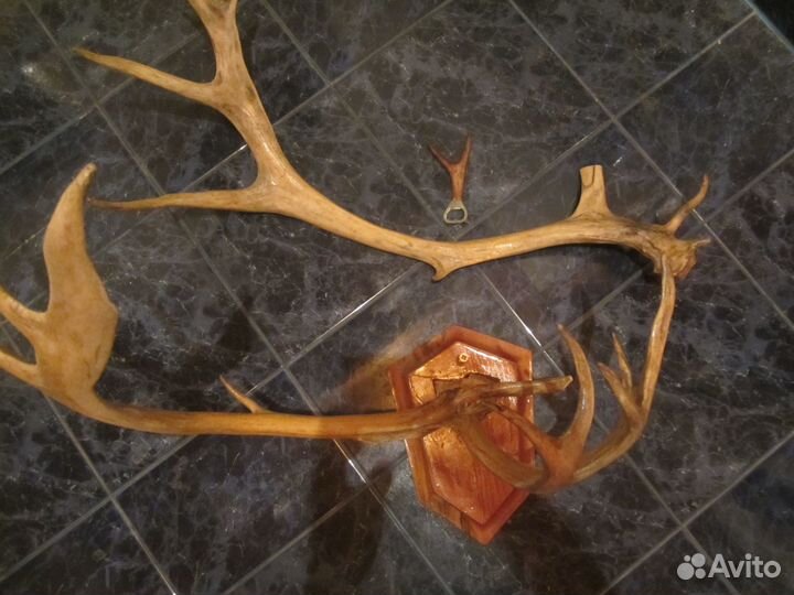 Настоящие оленьи рога