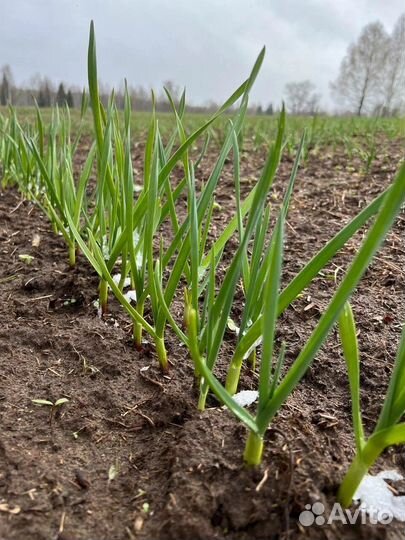 Инвестиции в сельское хозяйство 2023