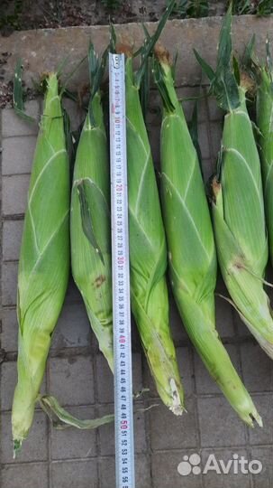 Супер сладкая кукуруза