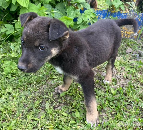 Щенок в добрые руки