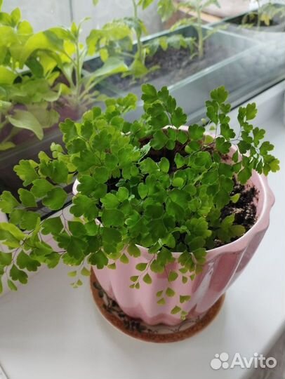 Комнатные растения и цветы