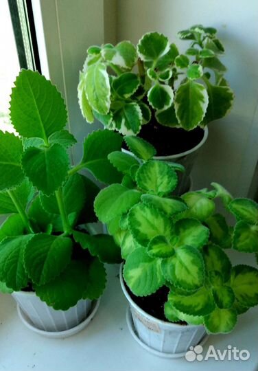 Ароматные растения для дома