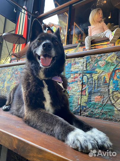 Собака ищет дом