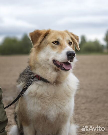 Собака метис русской гончей