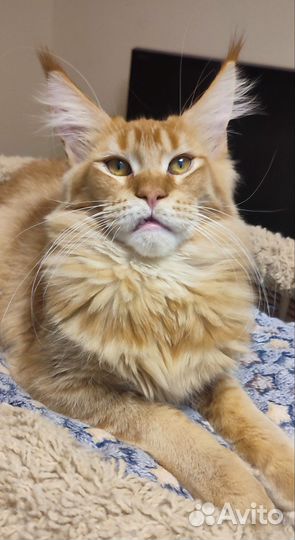 Гигант красный тиккированный 6 мес