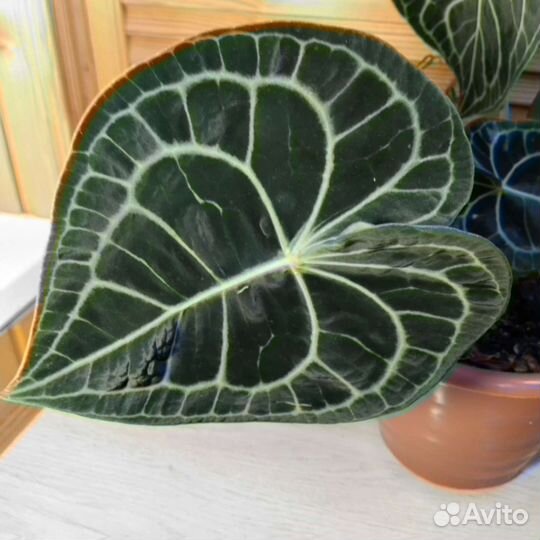 Антуриум кларинервиум