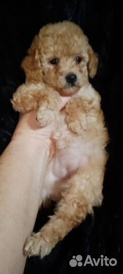 Той-пудель девчули