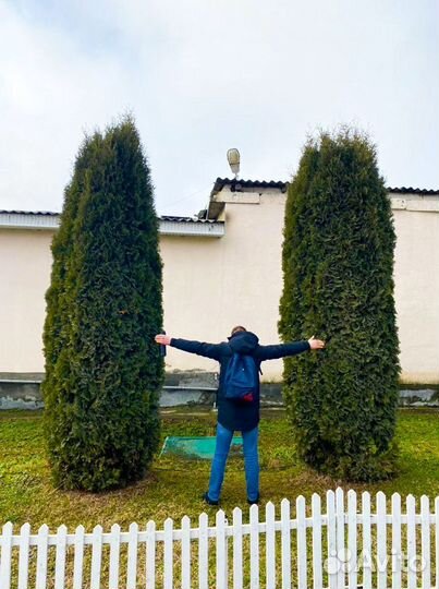 Высокая туя на участок Колумна