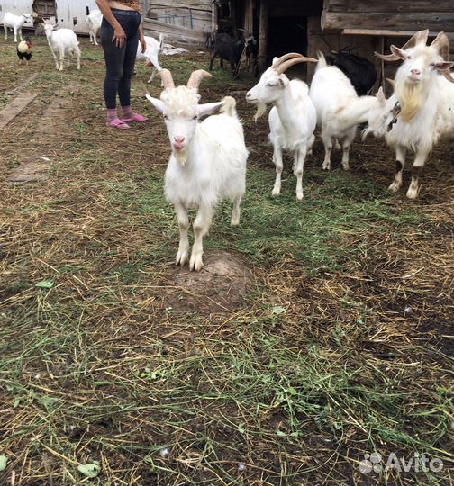 Козы козлята