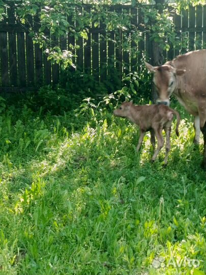 Корова дойная перво тел