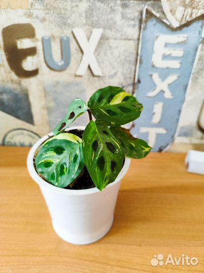 Маранта керховена