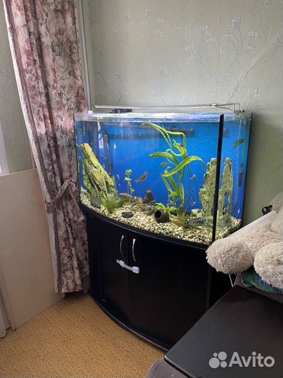 Аквариум с тумбой 250 литров