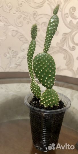 Кактус Опунция