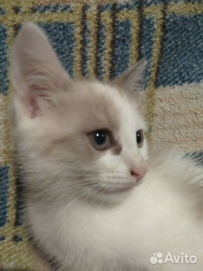 Отдам кошечку 2 месяца